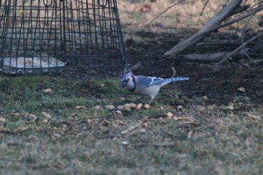 The Blue Jay eating some seeds on the green grass