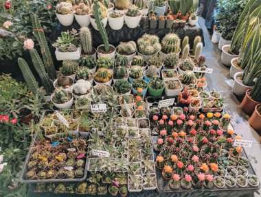 The different types of cacti in botanical store.