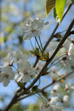 A vertical closeup of white cherry flowers blooming on branches of a tree on a sunny day in Bavaria, Germany
