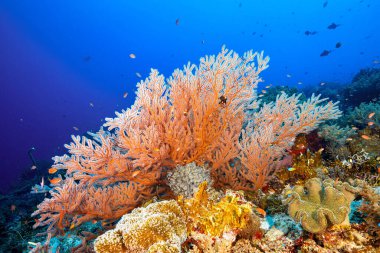 A beautiful shot of colorful natural reefs underwater with small fishes in the background