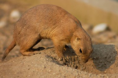 siyah-kuyruk bozkır gözleri kapalı oturan köpek, cynomys ludovicianus,