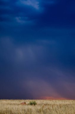 A vertical shot of a wheat field on a sunny day against the dusk sky