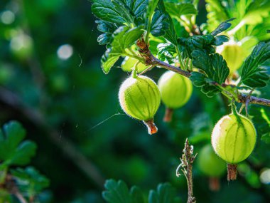 A closeup shot of a European gooseberry on the blurry background
