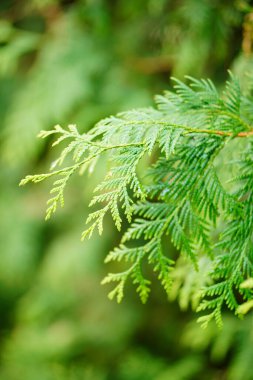 Bahçede yetişen bir bitkinin yeşil yapraklarının seçici odak noktası.