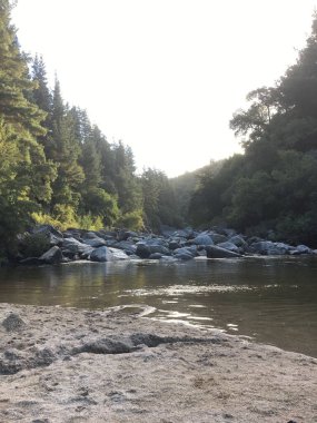 Ormanda gün ışığında bir gölün dikey görüntüsü.