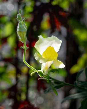 İskoçya, Glasgow 'daki botanik bahçesinde bir Antirrhinum Majus dikey çekimi.