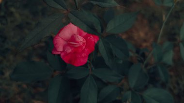 Bahçesinde yeşil yapraklar olan kırmızı bir Japon kamelya çiçeğinin yakın çekimi.