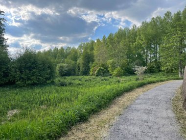 Büyük ağaçları olan bir ormanda güzel bir yol manzarası.