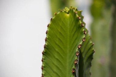A closeup shot of Euphorbia ingens plant leaf on a blurry background