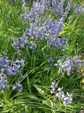 A vertical view of bluebells naturalised in grass, in North Tyneside, UK.