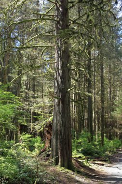A vertical shot of the tree branches covered with moss.
