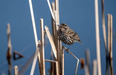 A closeup of a Redwing bird perched on dried plants against a blue cloudless sky