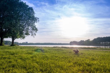 Kara Teriyer köpeği nehir kıyısında gün batımında, açık havada, baharda yüksek çözünürlüklü görüntü