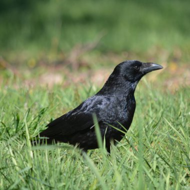 Leş kargası Corvus 'un dikey yakın çekimi..