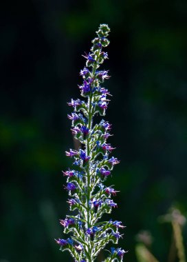 a close-up with an Echium vulgare flower, dark background, nature
