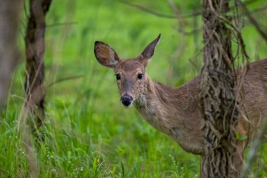 Yeşil çayırda beyaz kuyruklu dişi bir geyiğin yakın çekimi. Odocoileus virginianus.