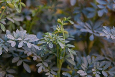 leaves of the rue plant in the organic garden