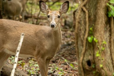Kuru bir ormanda genç bir Roe geyiğinin yakın çekimi.