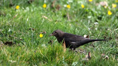 A selective focus of a female blackbird sitting in the green field covered with yellow flowers