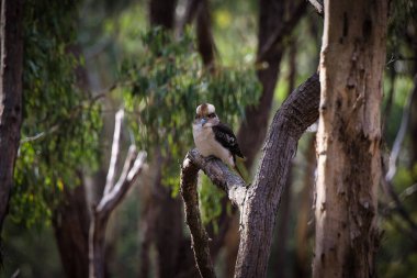 Ağaçtaki Kookaburra kuşunun seçici bir resmi.