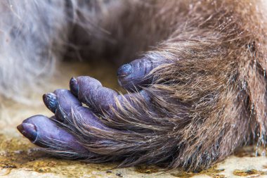 A closeup shot of the hand of a monkey on the ground