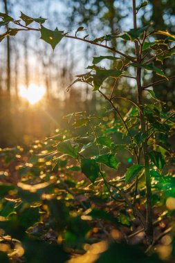 A vertical closeup shot of sun rays shining on plants in a forest