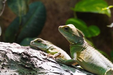 A closeup shot of two green lizards crawling together on a tree with natural blurred background
