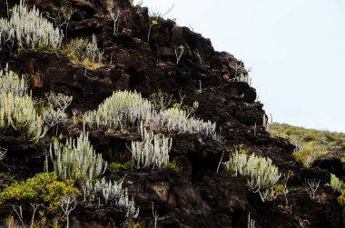 El Hierro Kanarya Adası 'ndaki Kara Bazalik Volkanik Dağ Kaktüsü