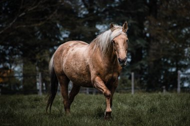 A beautiful brown horse running around on a green field