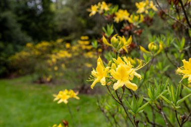 Macaristan 'ın Zalaegerszeg kentindeki Csacs Botanik Bahçesi (Csacsbozsoki Botanik Bahçesi)