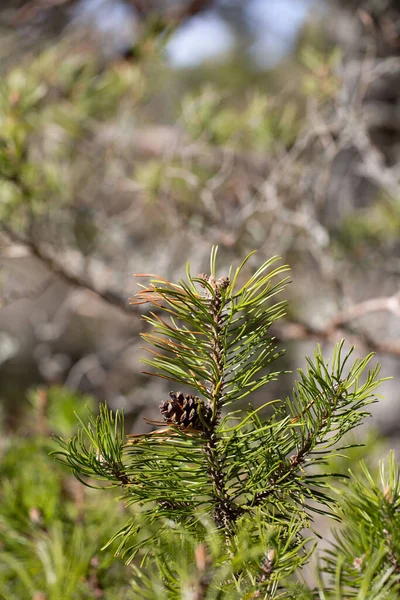 Plan Vertical Feuilles Pin Virginie Sur Des Branches Arbres Sur — Photo