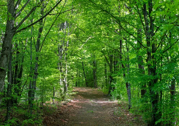 Špinavá Cesta Zeleným Listnatým Lesem — Stock fotografie