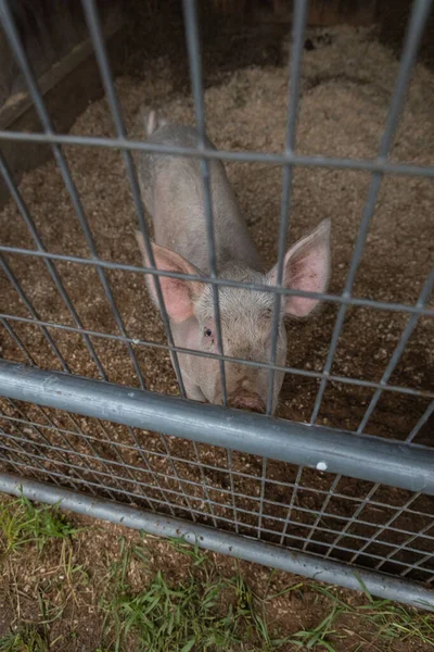Overhead Shot Farm Pig Standing Wood Shavings Bedding Its Pen — Stock Photo, Image