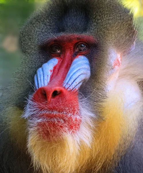 Vertical Portrait Cute Chimpanzee — Stock Photo, Image