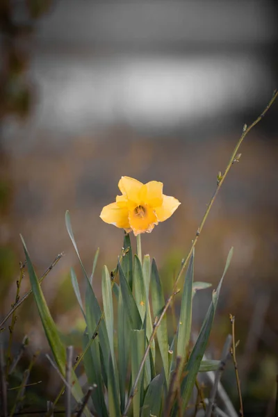 Beautiful Shot Yellow Daffodil — Foto de Stock