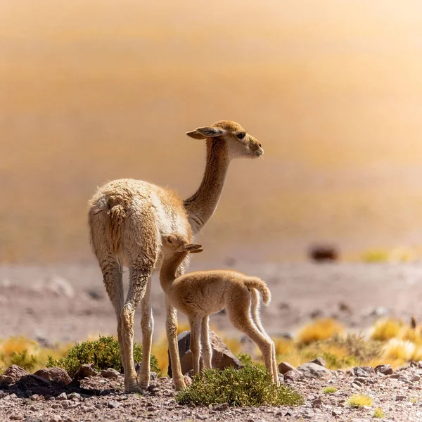 Selective Vicuna Its Baby Field — Stock fotografie