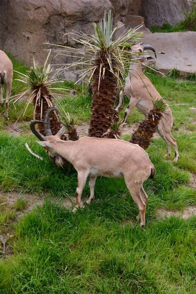 Vertical Shot Antelopes Feeding Palm Tree — Stock Photo, Image