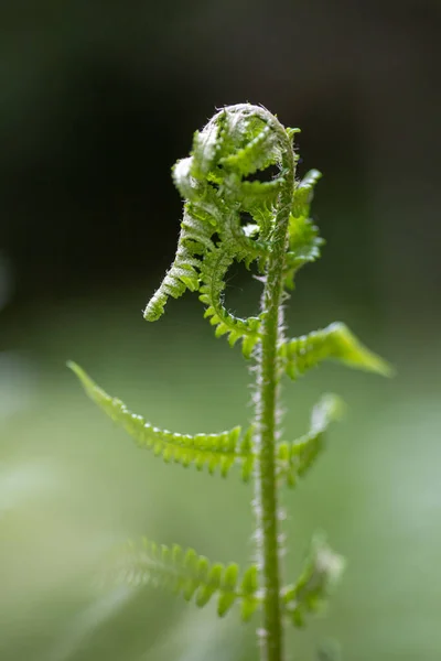 Vertical Close Shot Fern Plant Growing Blurry Background — Photo