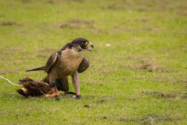 Peregrine Falcon Falco Peregrinus Holding Small Bird Its Legs Green — Stock Photo, Image
