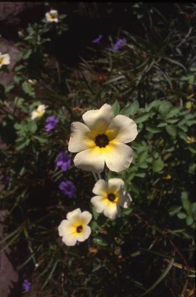 Eine Nahaufnahme Einer Weißen Butterblume Turnera Subulata — Stockfoto