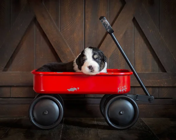 Closeup Cute Entlebucher Mountain Puppy Sitting Little Red Cart Wooden — Stock Photo, Image