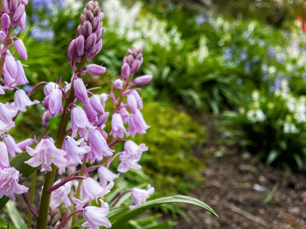 Ένα Όμορφο Πλάνο Ενός Ισπανικού Bluebell Ανθίζει Έναν Κήπο Μια — Φωτογραφία Αρχείου