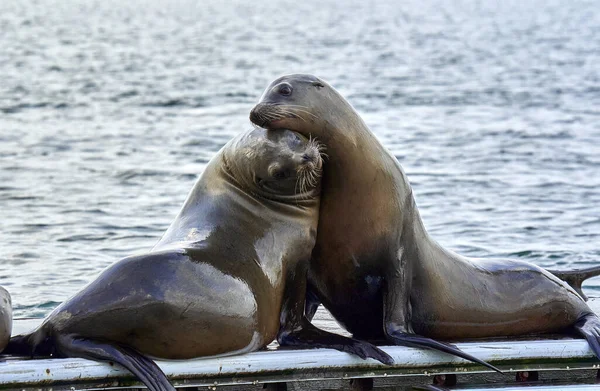 Closeup Two Adorable Sea Lions Hugging Each Other Blurred Water — Stockfoto