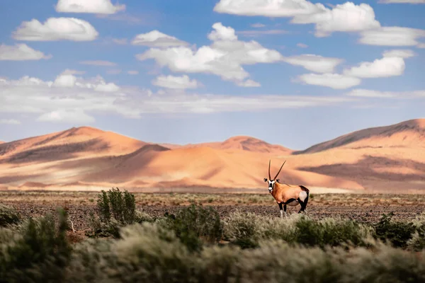 Oryx Way Sossusvlei Namibia — Stock Photo, Image