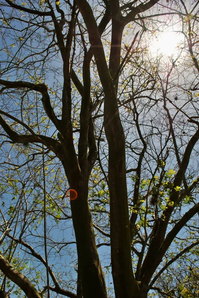 Vertical Shot Wooden Trees Green Leaves Blue Sky Background — Stockfoto
