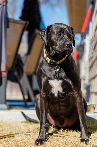 Eine Vertikale Portraitaufnahme Eines Labrador Retriever Hundes Mit Halsband Der — Stockfoto