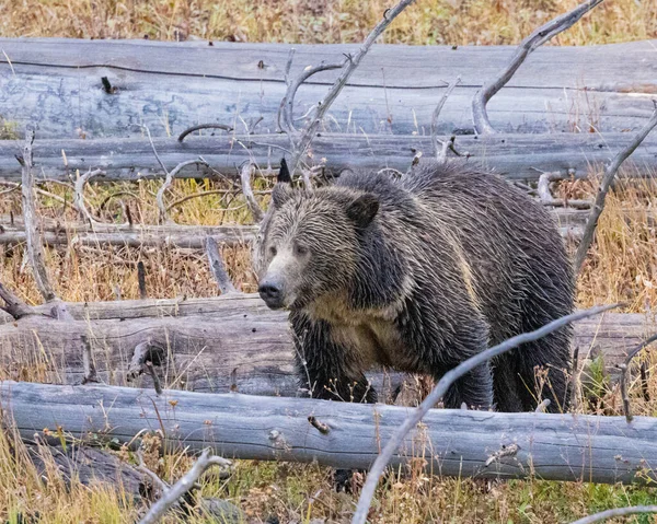 View Wet Brown Bear Walks Fallen Trees — Photo