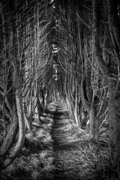 Vertical Grayscale Shot Trail Creepy Forest Bare Trees — 스톡 사진
