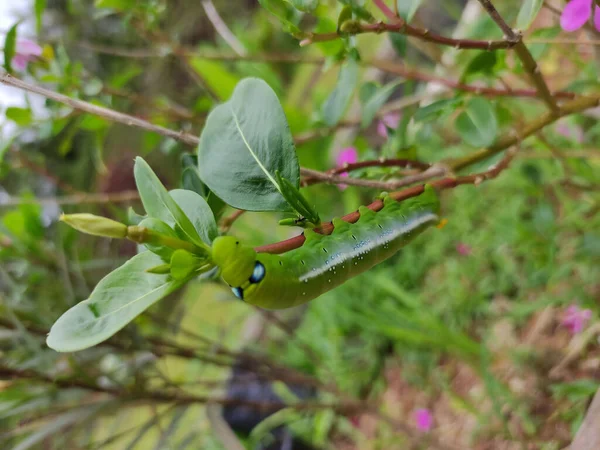 Närbild Grön Daphnis Nerii Larv Trädgren Oleander Hawkmoth — Stockfoto