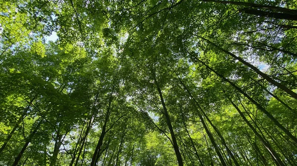 Tiro Ángulo Bajo Árboles Verdes Altos Bosque — Foto de Stock